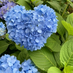 ☆あやね☆